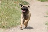 BULLMASTIFF 321